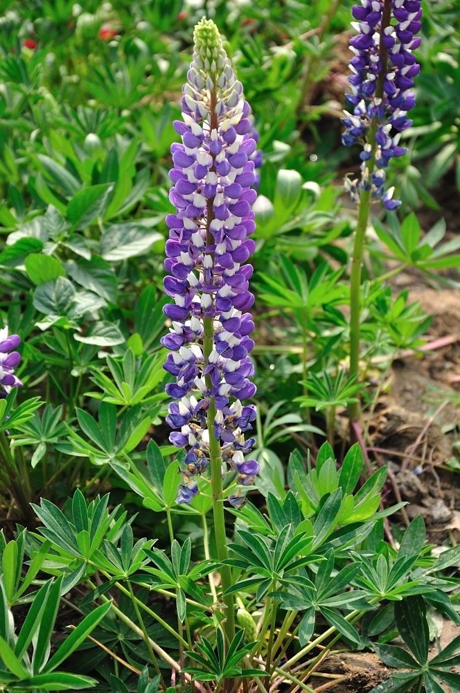 鲁冰花种植基地