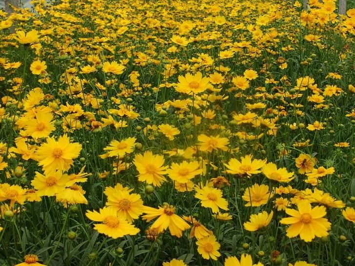 金鸡菊种植基地