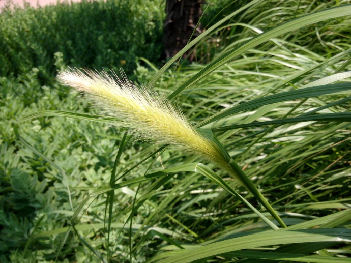 狼尾草种植基地//狼尾草批发