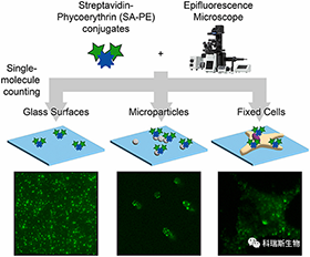 荧光单分子计数链霉亲和素标记藻红蛋白【烟台科瑞斯】上