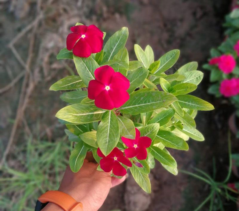 山西天天开培育,长春花小苗种植基地