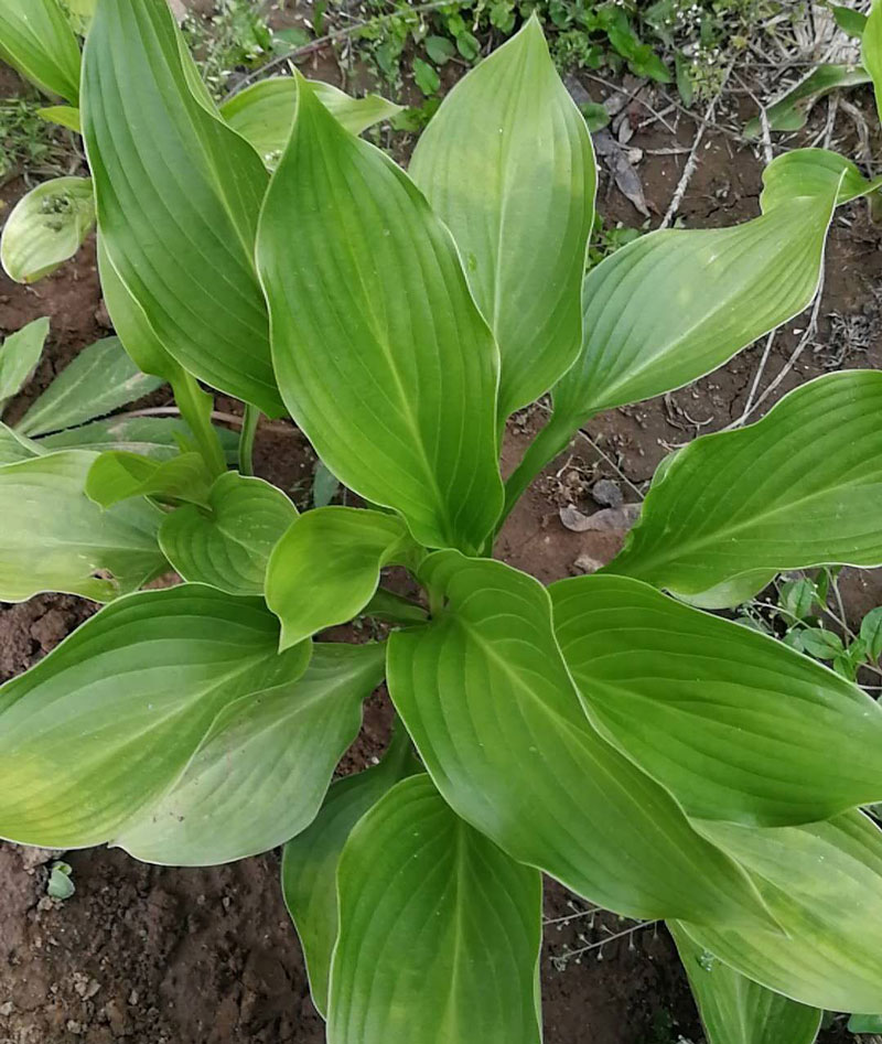 河南紫花玉簪苗基地