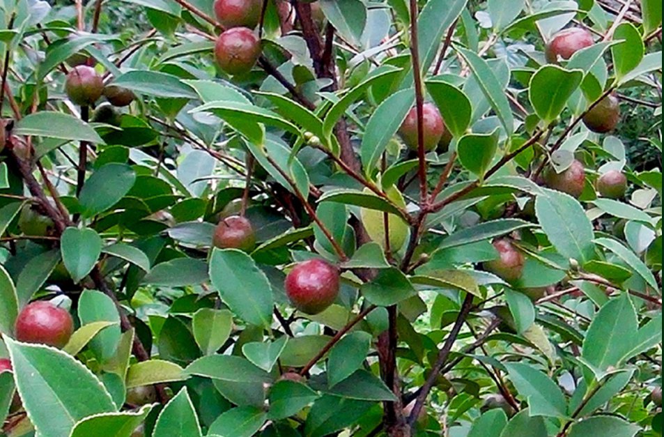 广东生物活性茶油哪家好