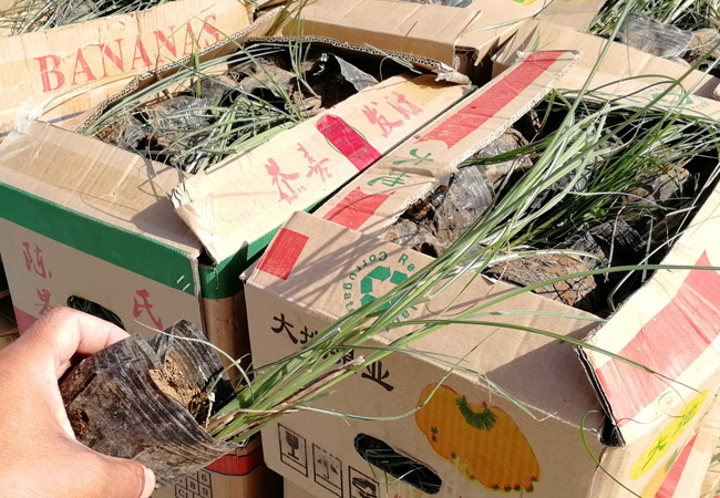 湖北细叶芒小苗哪家好