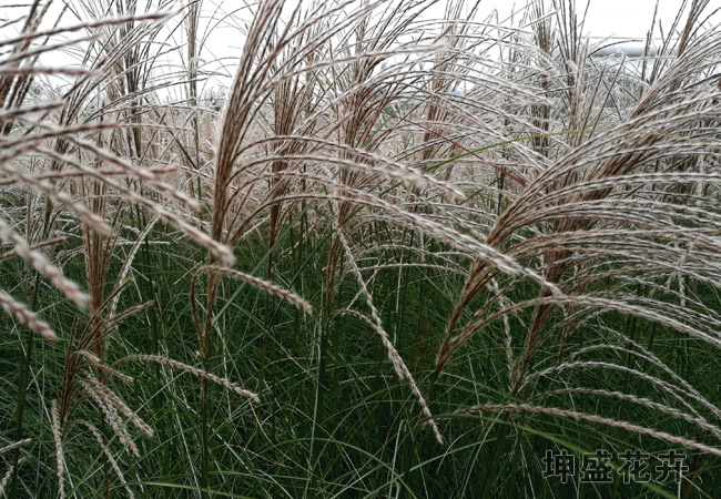 浙江细叶芒小苗批发商