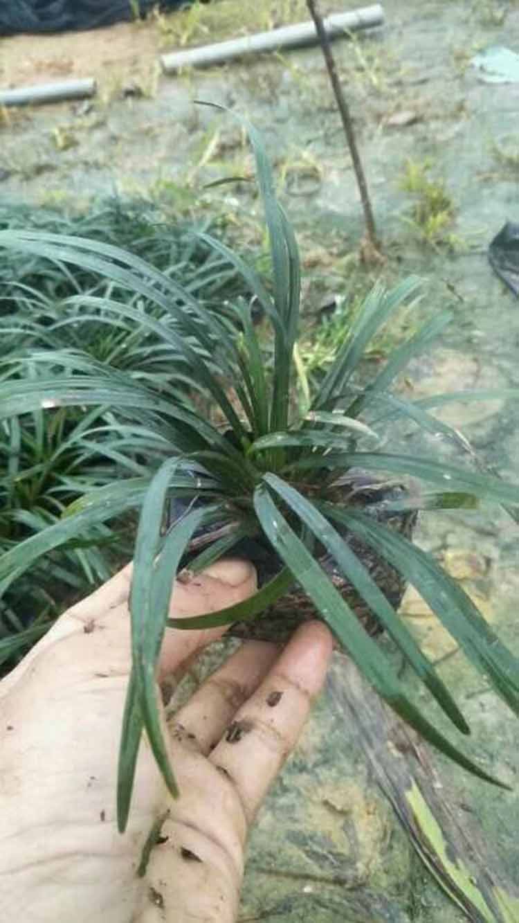 玉龙草