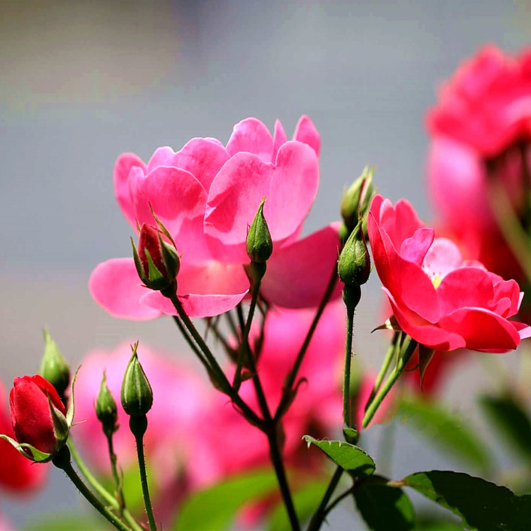 丰花月季苗 丰花月季基地 