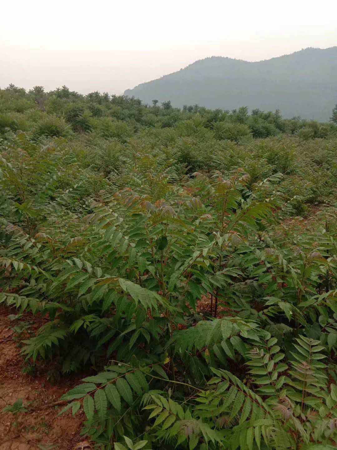 江苏红芽香椿树苗报价