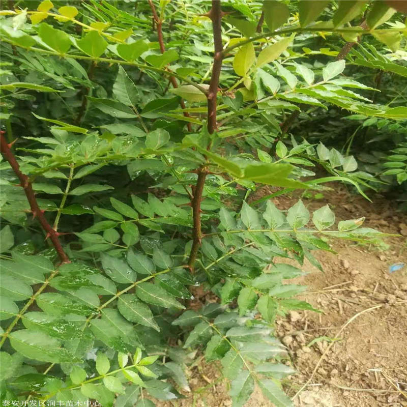 濰坊花椒種苗種植