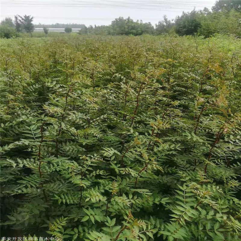 河北花椒幼苗种植