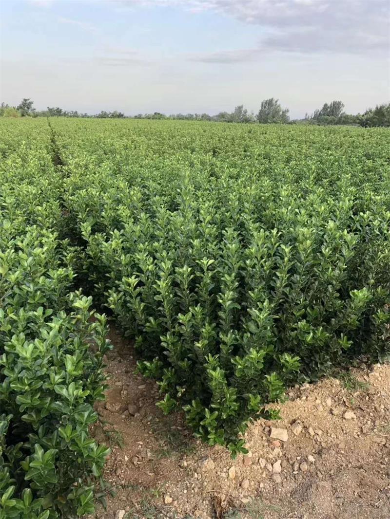 山东冬青球种植基地,冬青树苗种植基地