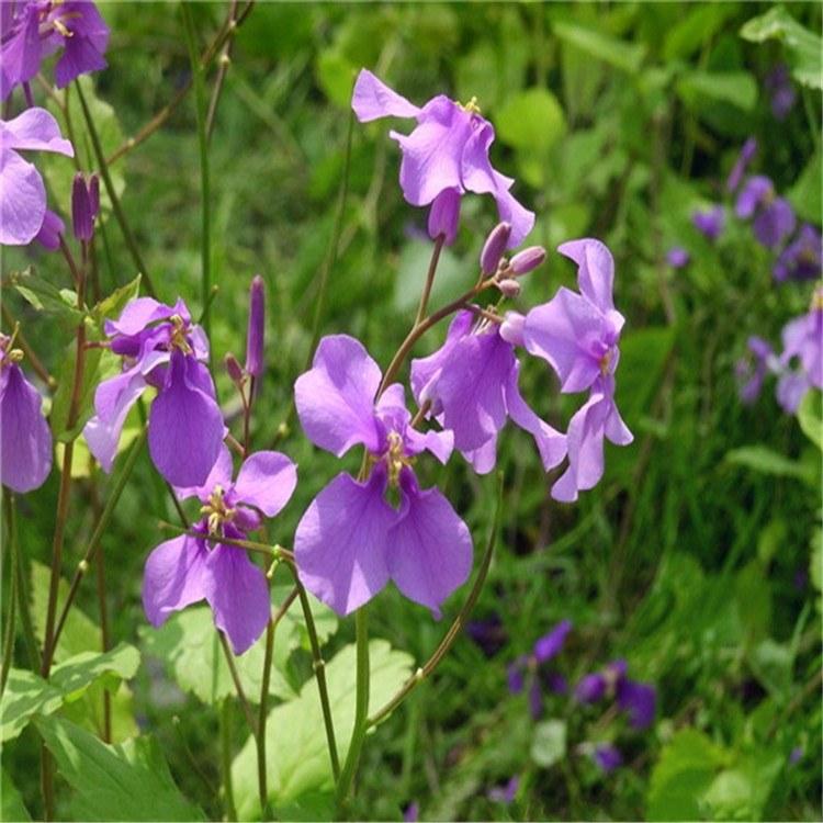 四川二月兰种苗种植基地,二月兰苗培育