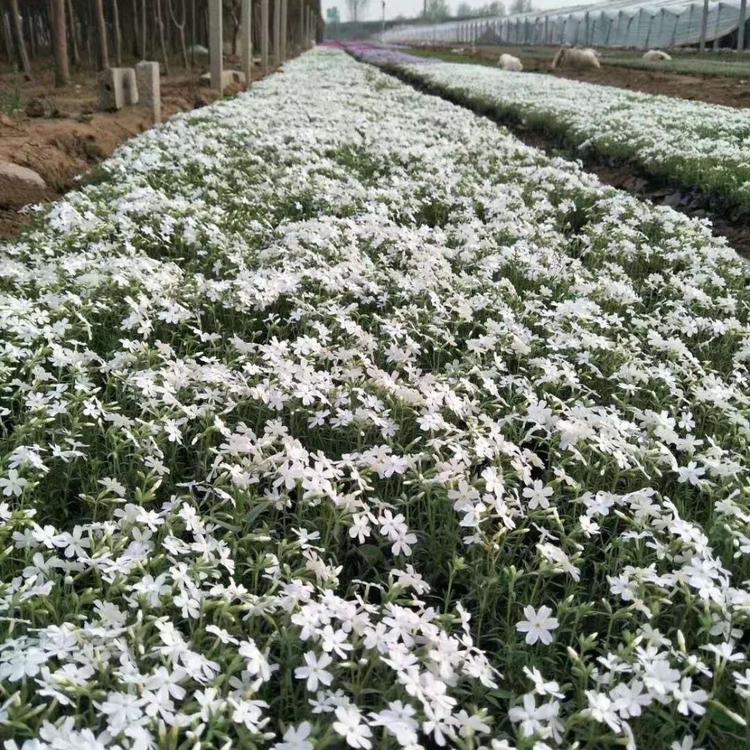 潍坊福禄考花海培育,宿根福禄考种植基地