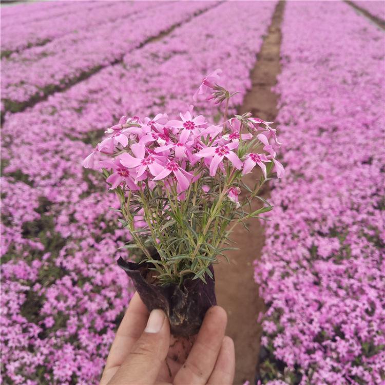 河北白花福禄考栽培