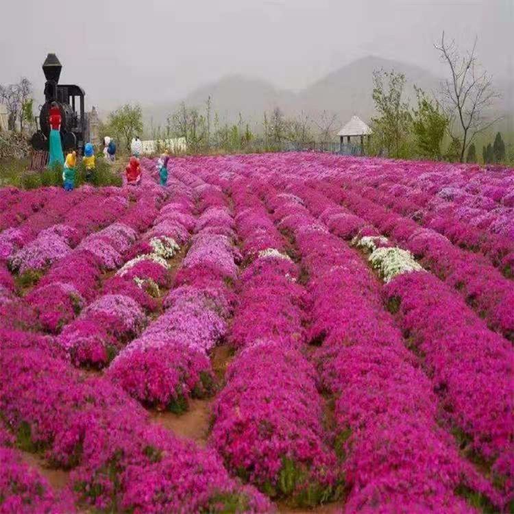 湖北粉红福禄考种植