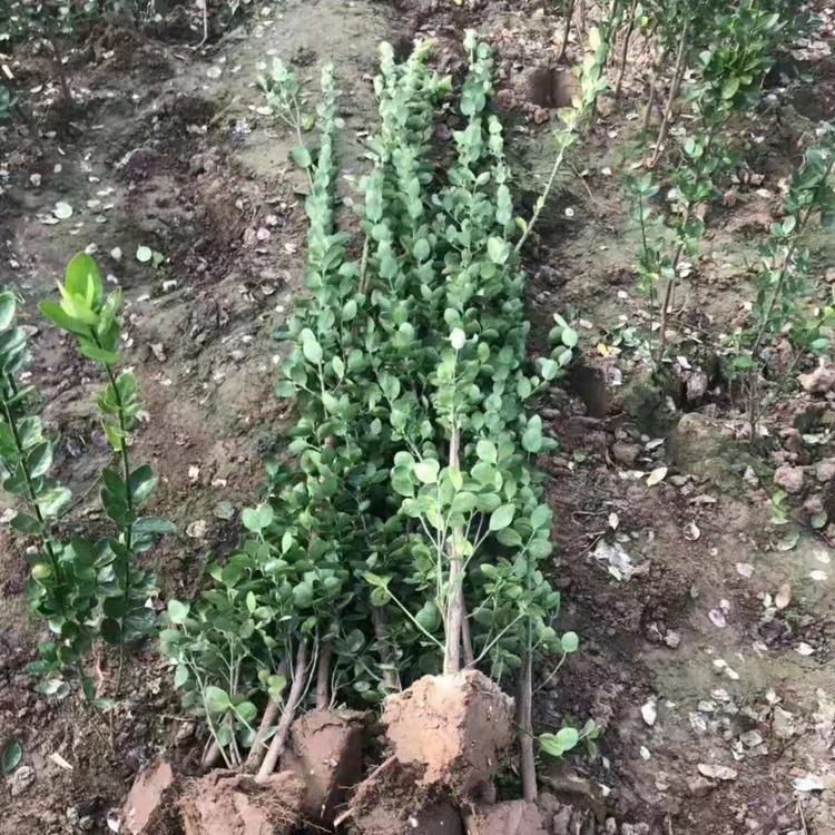 山东北海道黄杨幼苗种植,黄杨小苗订购