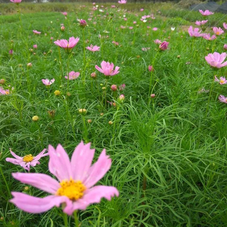 山东矮波斯菊特点,紫色波斯菊培育