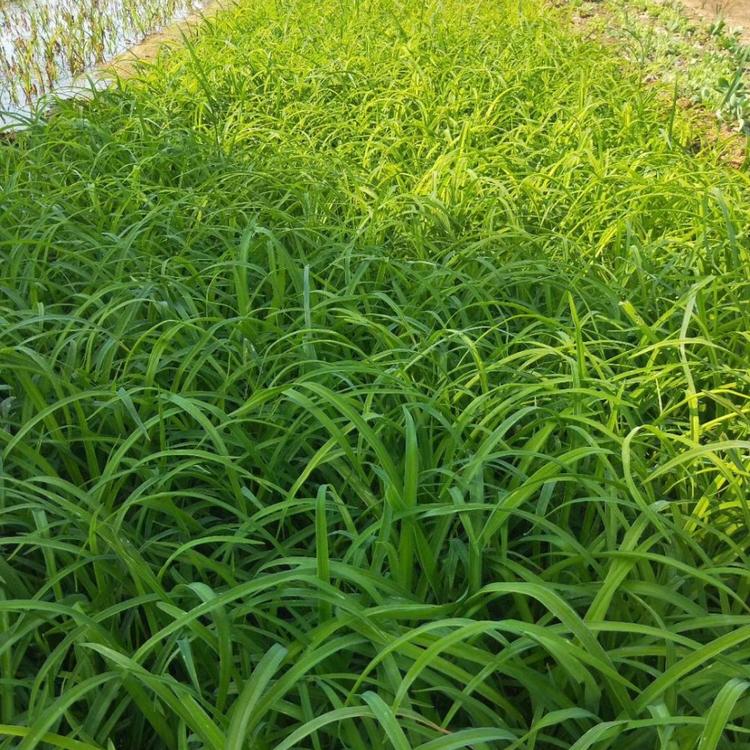 合肥大花萱草苗栽培
