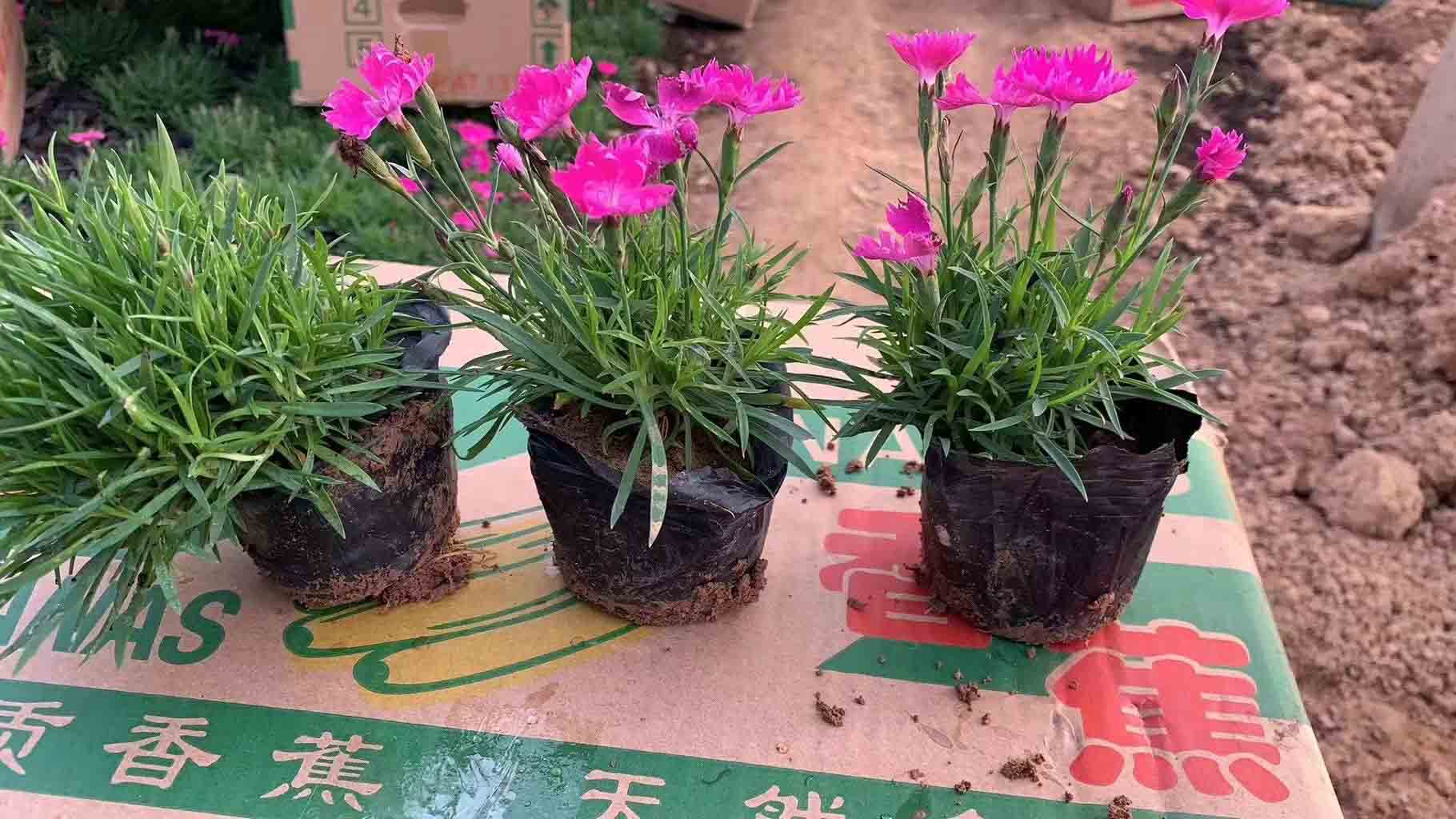 济宁欧石竹哪里有