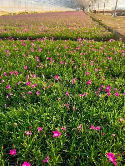 山东绿化欧石竹基地