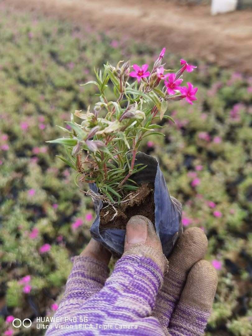 湖北福禄花供应价格