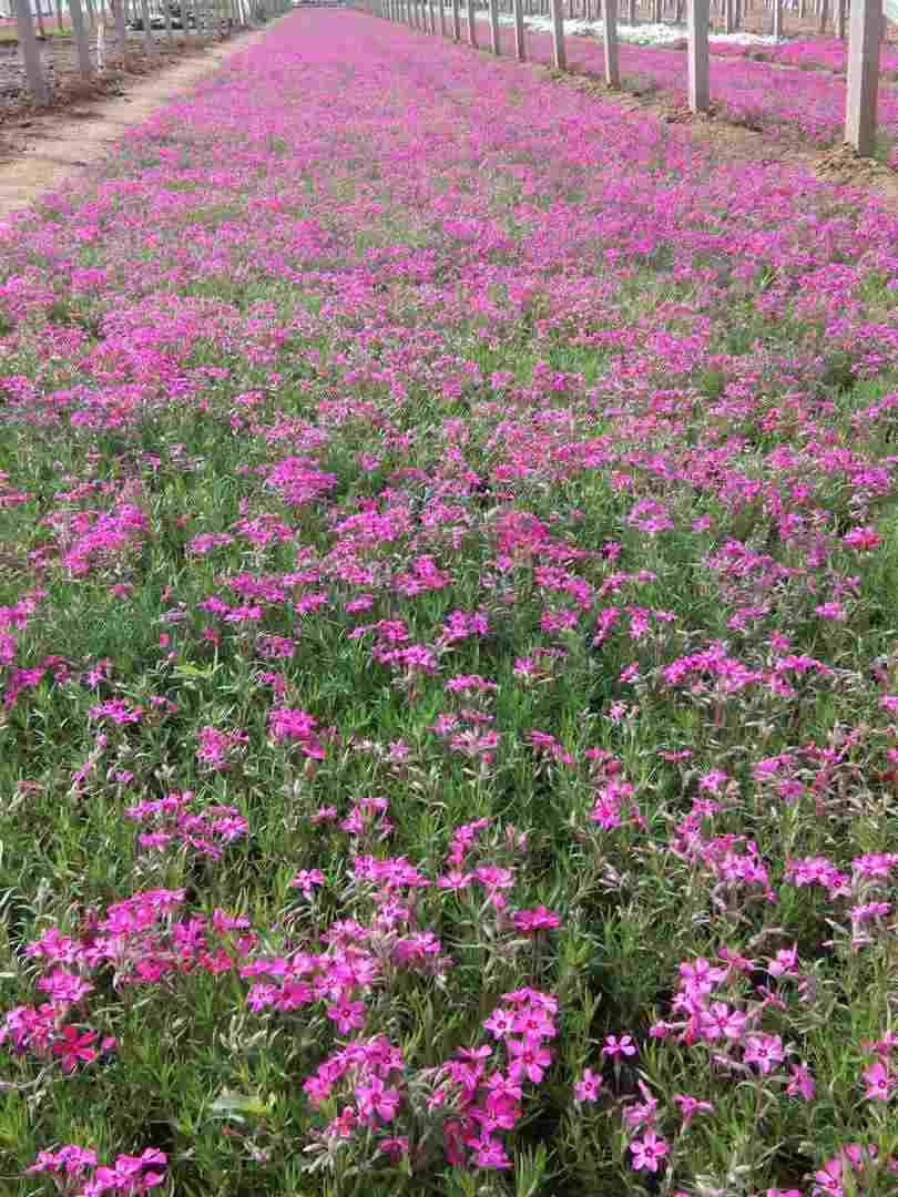 广东丛生福禄考小苗种植基地