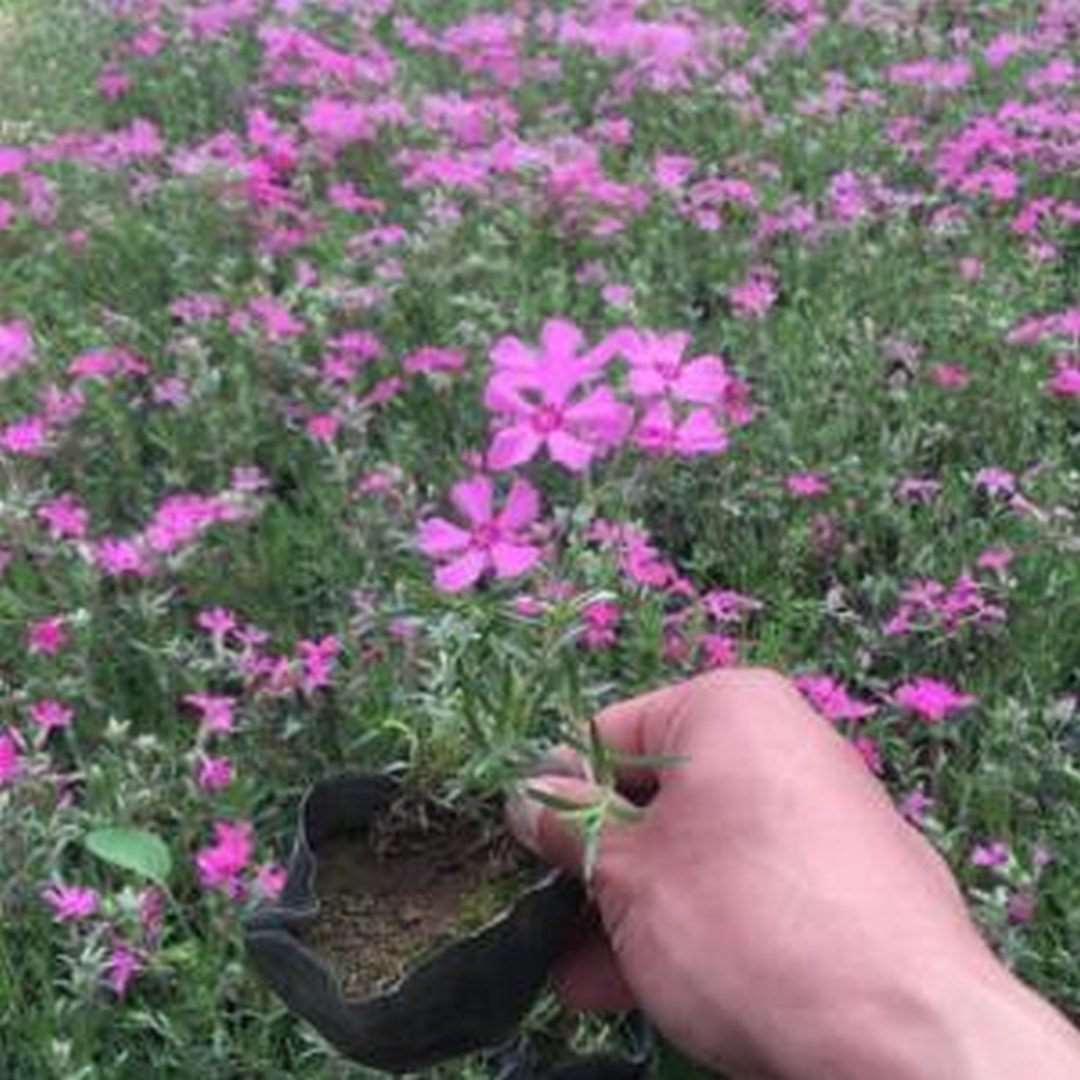 山东福禄花大量供应