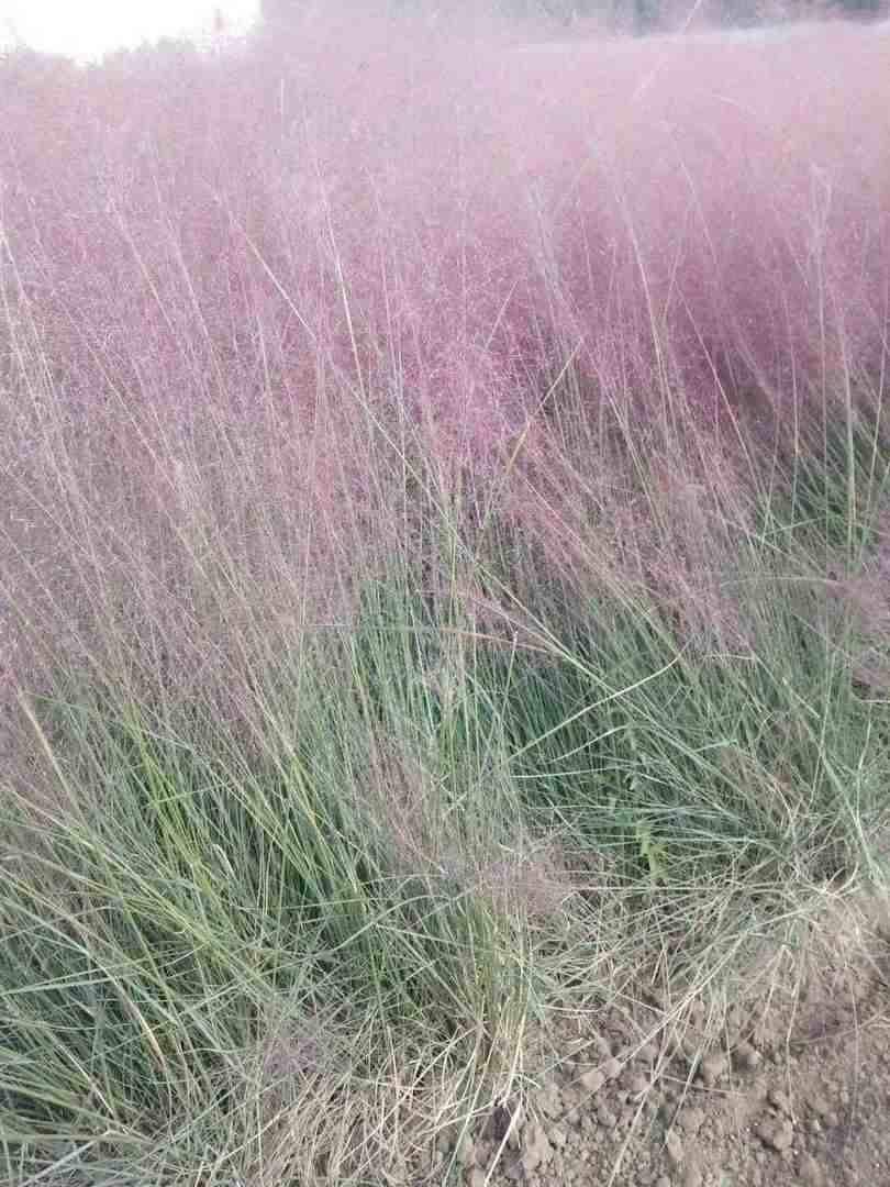 莱芜粉黛乱子草袋苗种植基地