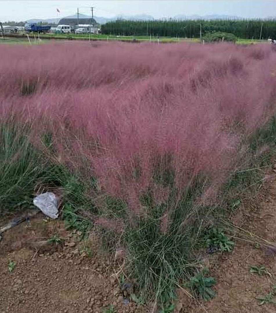 枣庄花海用粉黛乱子草培育