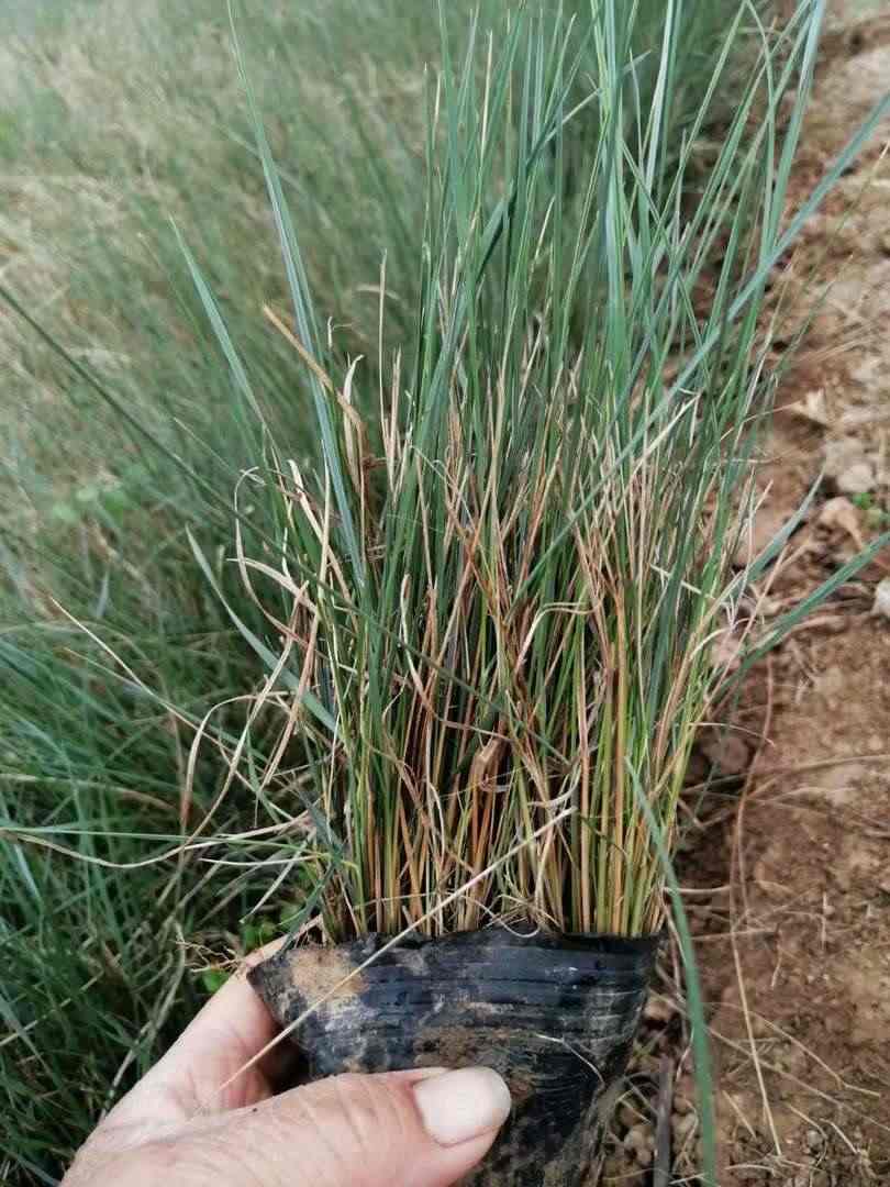 济南粉黛乱子草盆栽苗种植基地