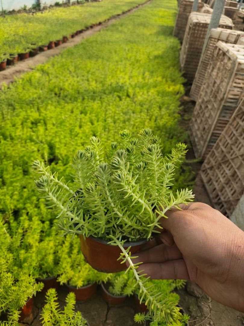 新疆黄金佛甲草种植,地被佛甲草直供