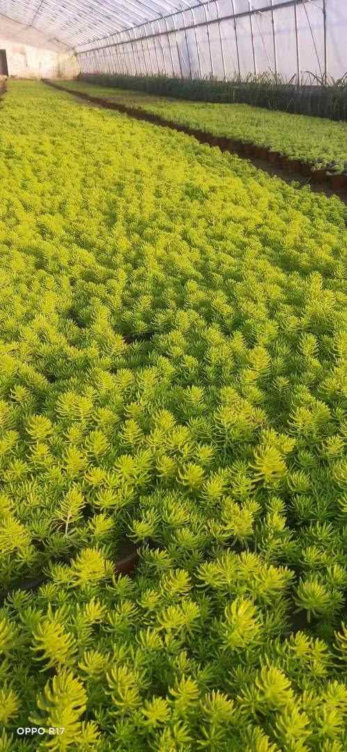 临沂地被佛甲草大量供应