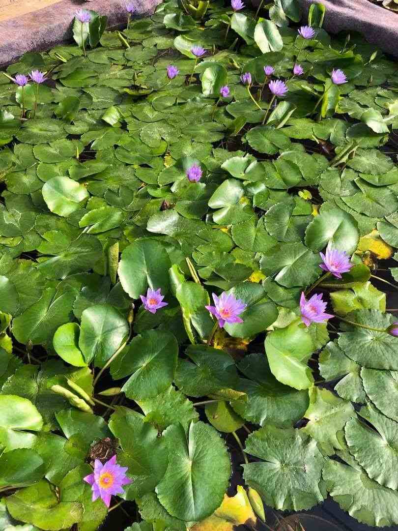 北京水芙蓉基地