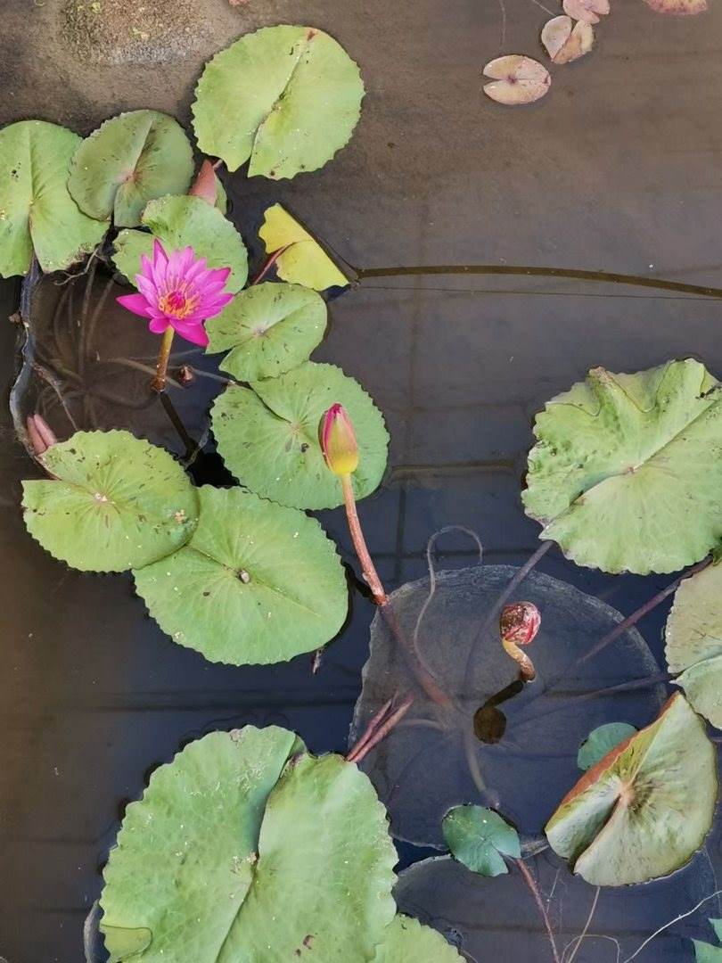 广东水芙蓉哪里有