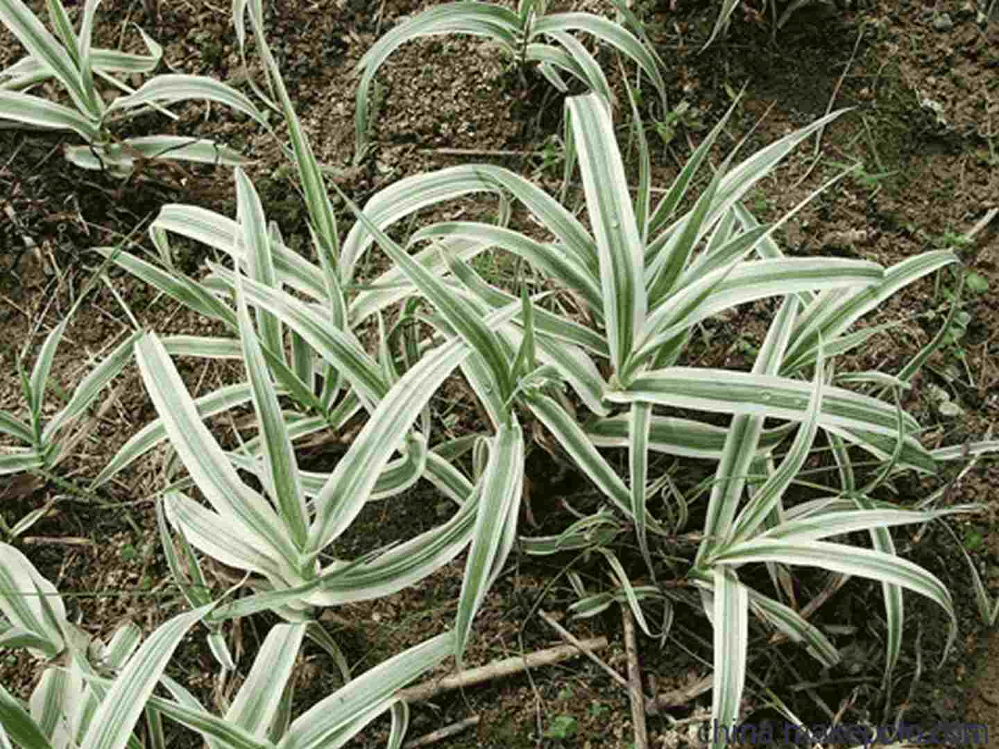 烟台花叶芦竹盆栽苗大量供应