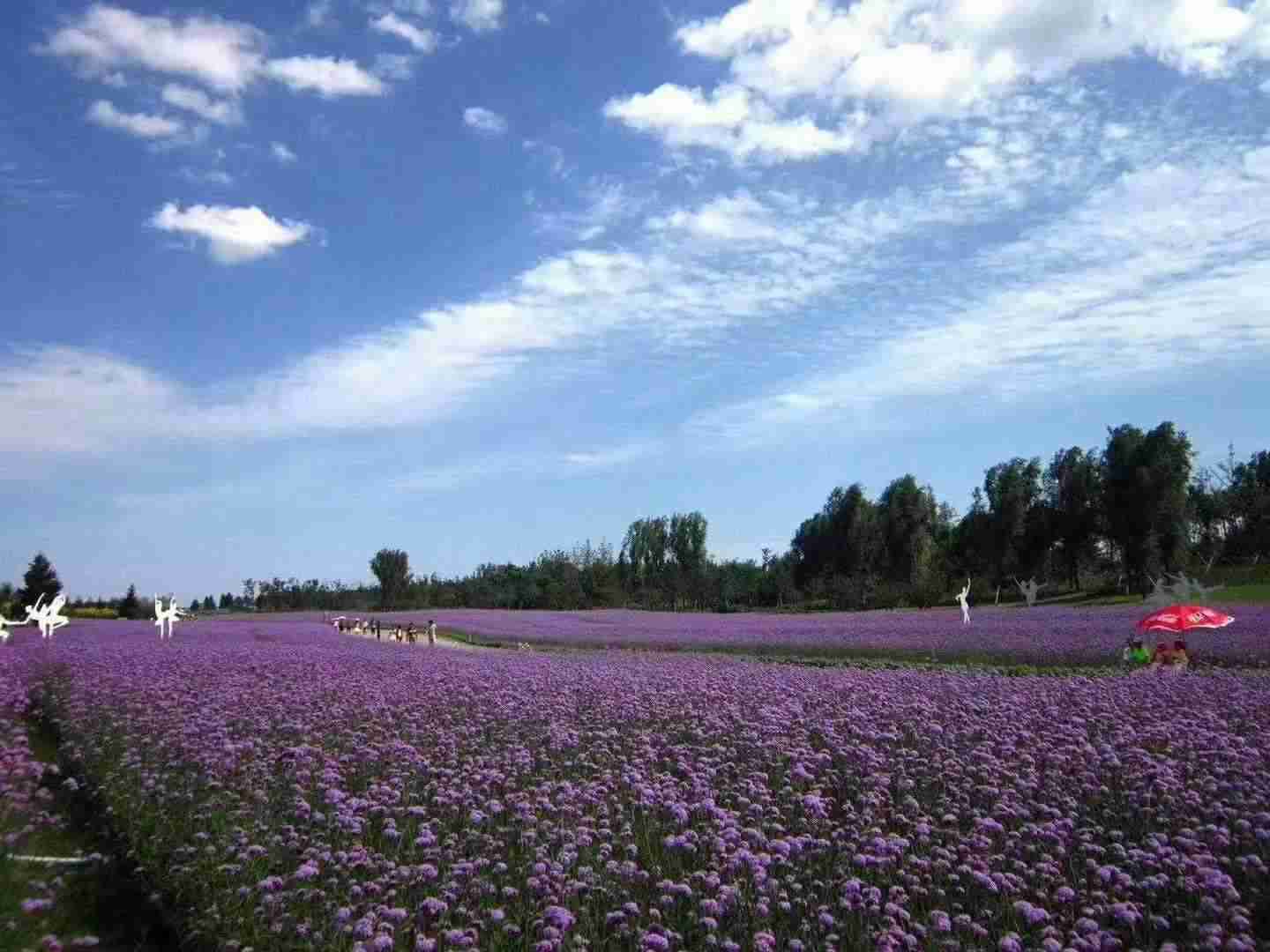 山东马鞭草小苗哪里有