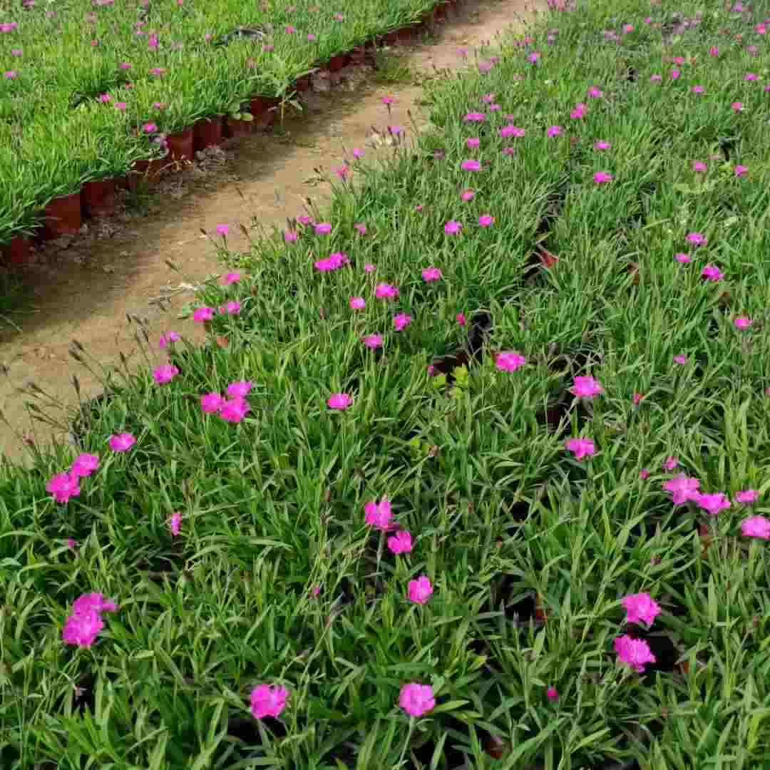 山东欧石竹杯苗基地