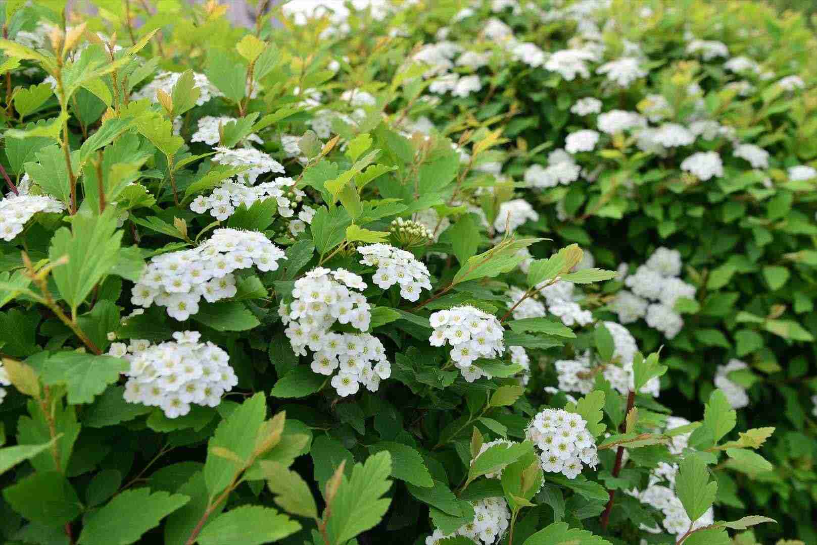 黑龙江菱叶绣线菊报价,金山绣线菊哪家好