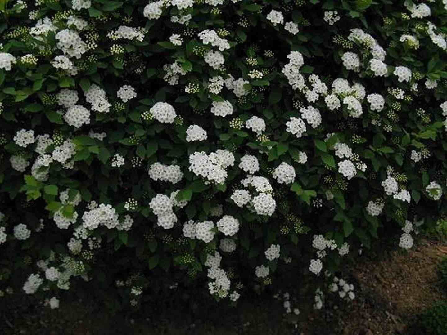 湖北绣线菊工程苗供应价格