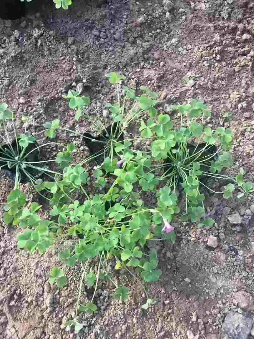 黑龙江白花酢浆草哪家好