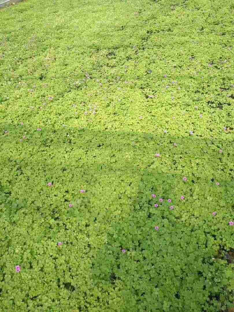 江西红花酢浆草种植基地,大花酢浆草批发