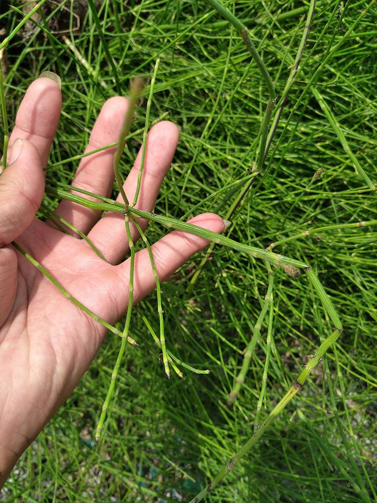 江西节节木贼基地