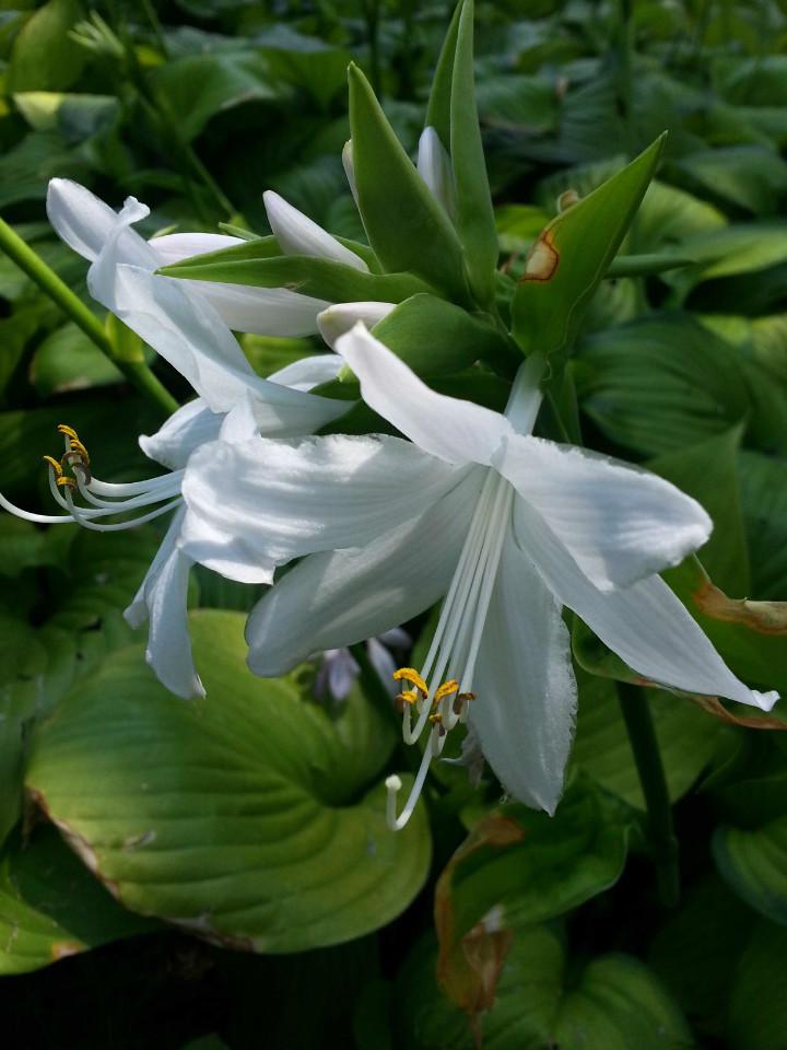 浙江玉簪花期,玉簪苗种植基地