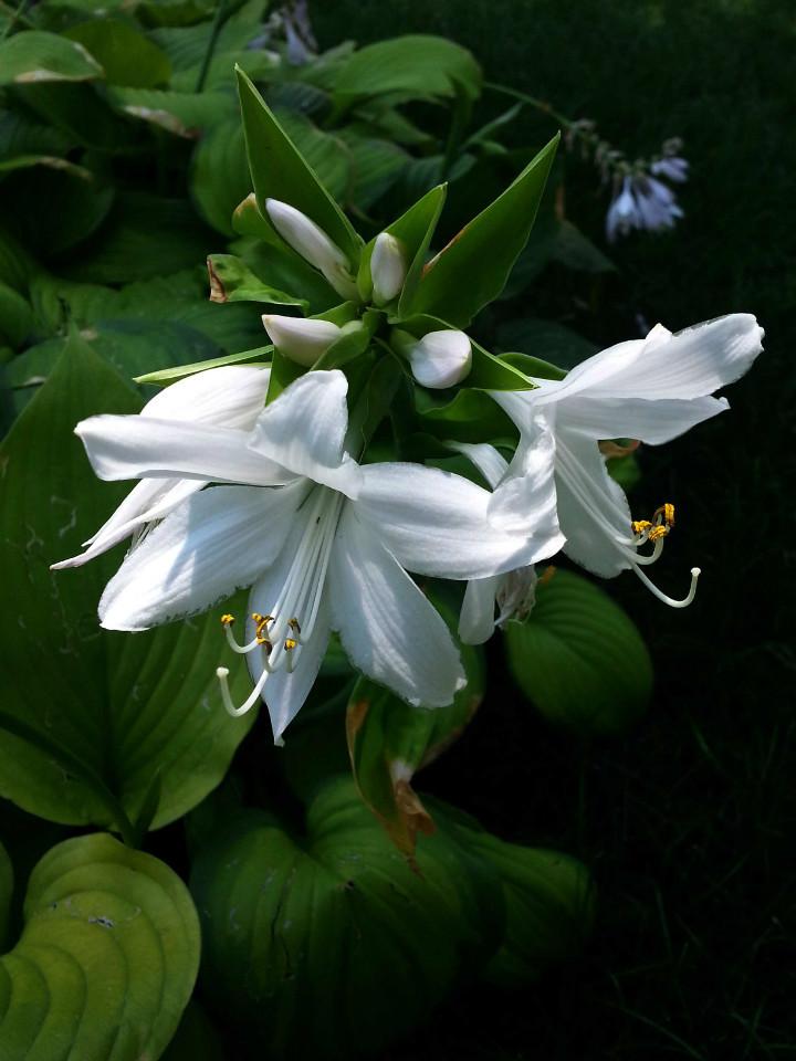 福建白花玉簪多少钱