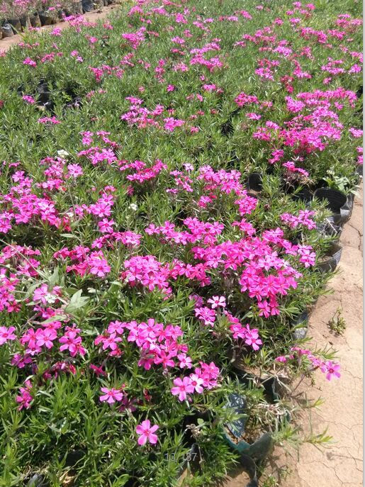 山西芝樱花种植基地