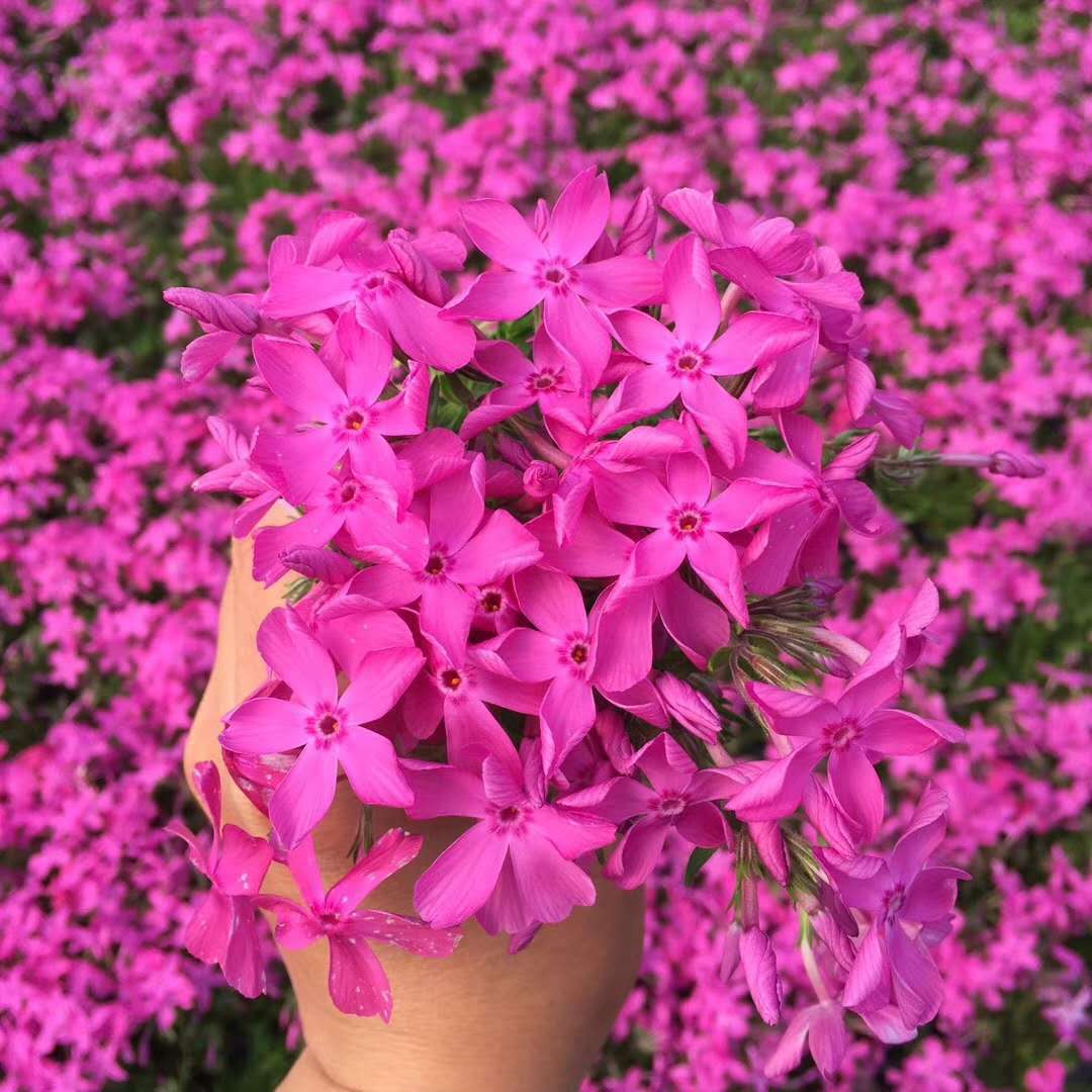 福建芝樱花海种植基地