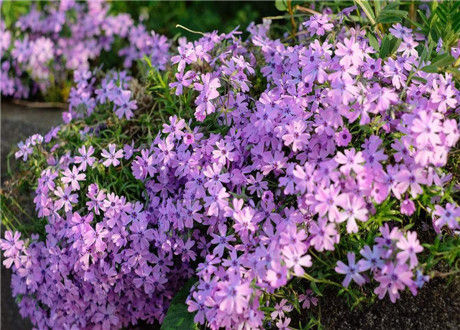 江西芝樱盆苗批发基地