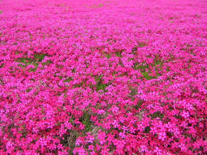 广东芝樱花苗种植基地