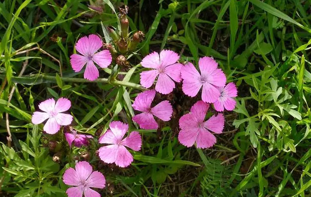 湖北欧石竹花多少钱