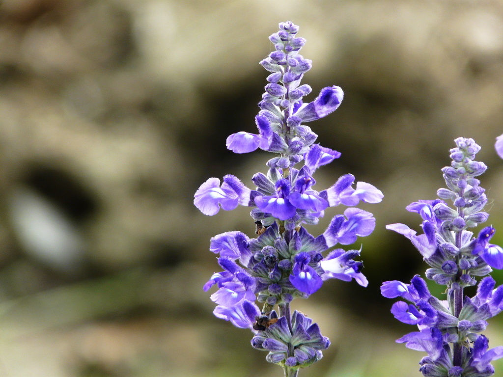 四川红花鼠尾草种植基地